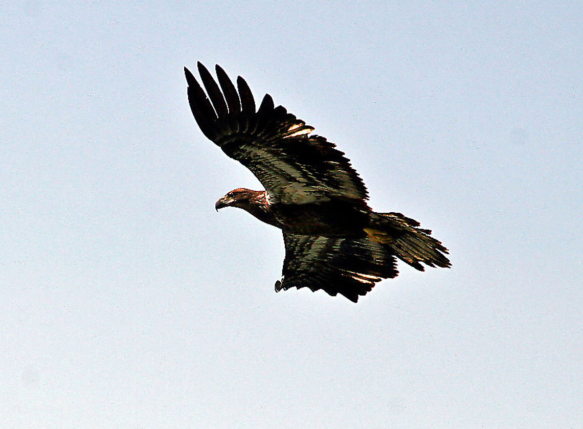 Bald Eagle in flight This young American Bald Eagle was on a fishing jaunt in Vermont and flew within just a few yards as I clicked away. Bald Eagle,Geotagged,Haliaeetus leucocephalus,United States