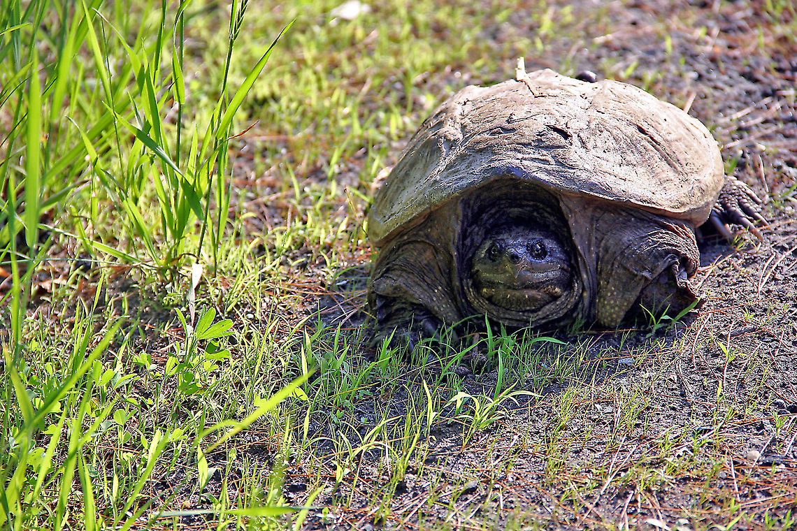 Common snapping turtle on the move This big guy moved quicker than I realized because I was bewteen him and a nearby marsh and pond. Chelydra serpentina,Common snapping turtle,Geotagged,United States