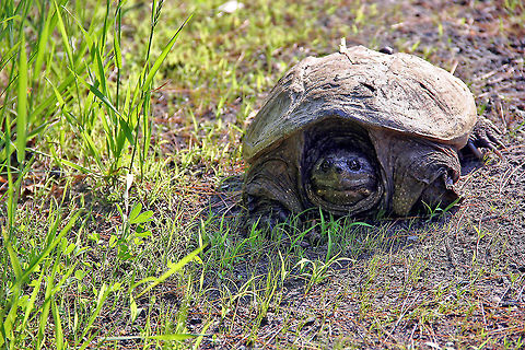 Common snapping turtle on the move This big guy moved quicker than I realized because I was bewteen him and a nearby marsh and pond. Chelydra serpentina,Common snapping turtle,Geotagged,United States