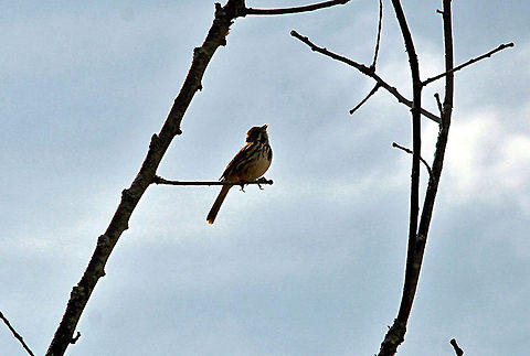 Vermont's State Bird Greeting the morning Melospiza melodia,Song Sparrow,United States,Vermont State Bird TheHermit Thrush