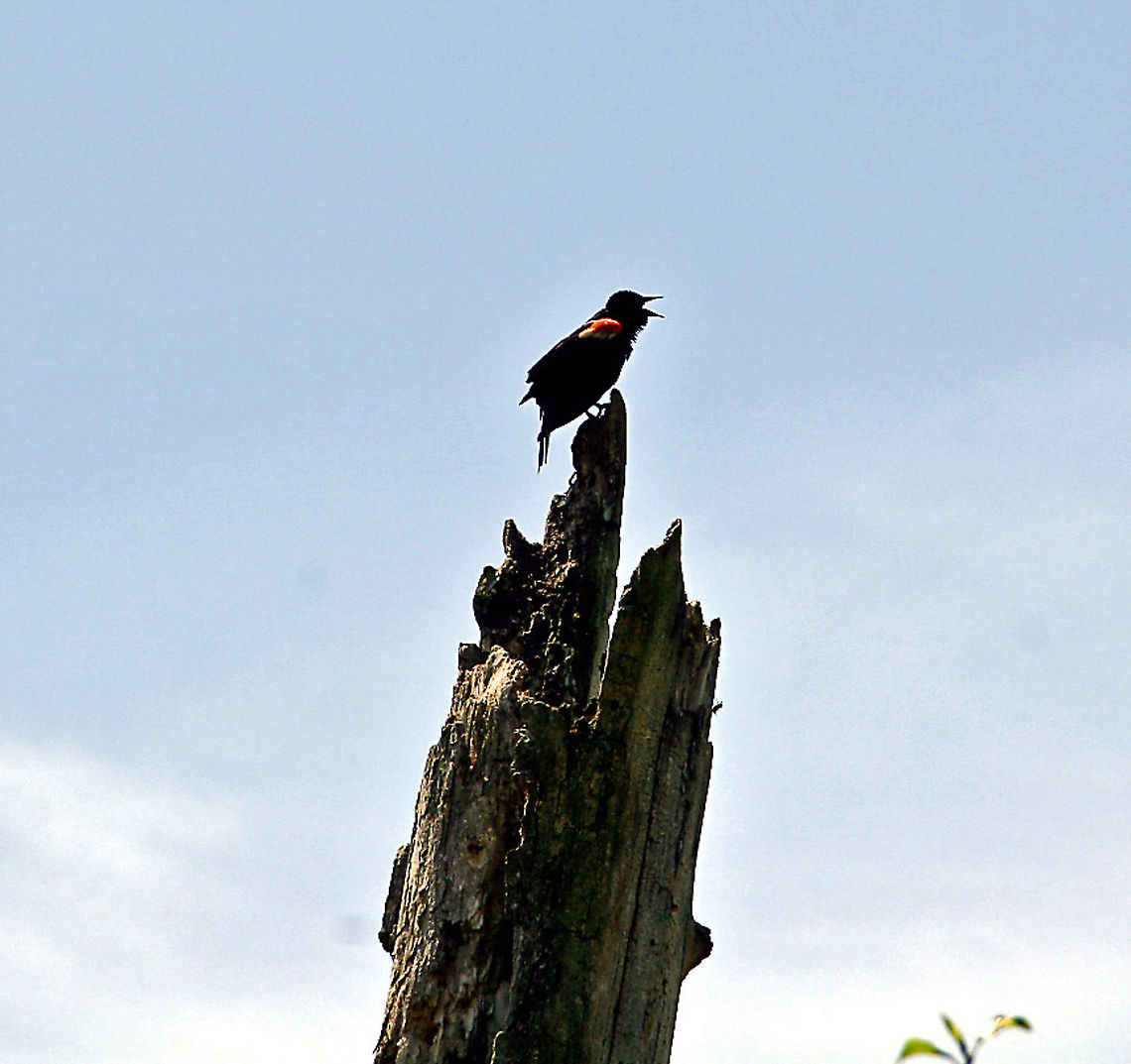 Red-wing Blackbird in song  Agelaius phoeniceus,Geotagged,Red-winged Blackbird,United States