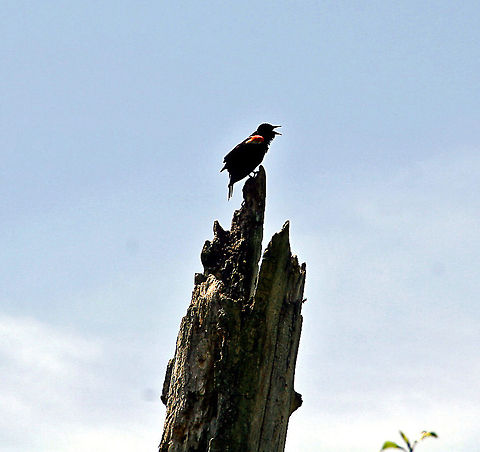 Red-wing Blackbird in song  Agelaius phoeniceus,Geotagged,Red-winged Blackbird,United States