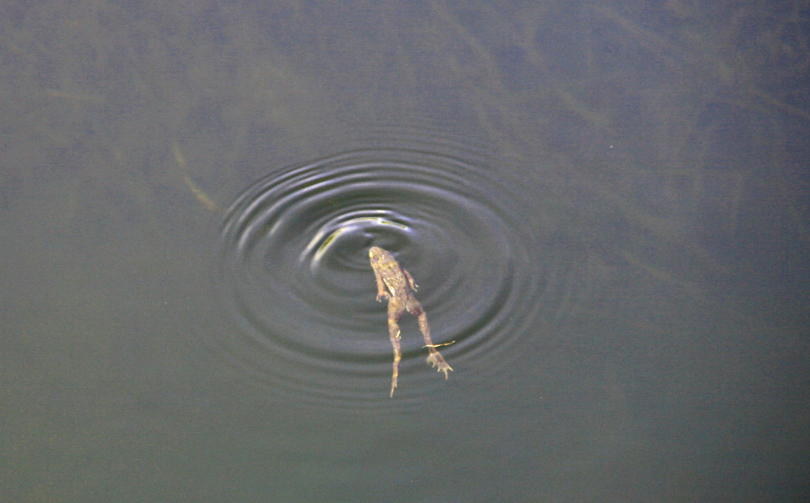 Young Bullfrog  American Bullfrog,Geotagged,Rana catesbeiana,United States