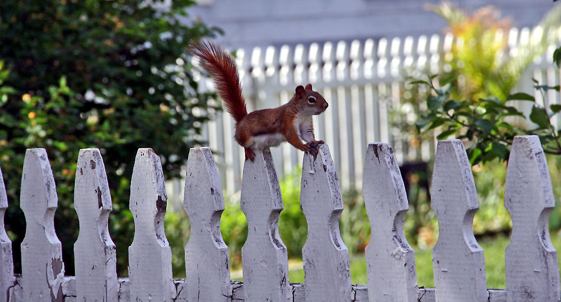Well Balanced Red Squirrel Perfect Balance Geotagged,Red Squirrel,Sciurus vulgaris,United States