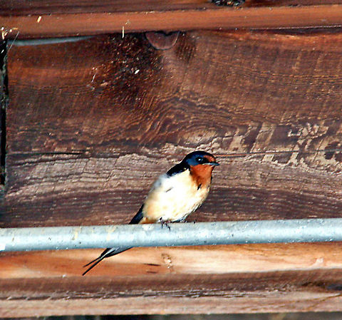 Barn Visitor  Barn Swallow,Geotagged,Hirundo rustica,United States
