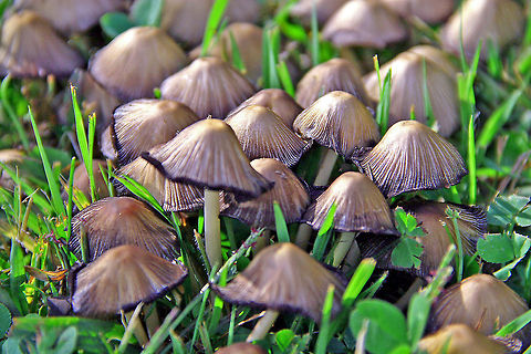 Fungi on forest floor  Coprinopsis atramentaria