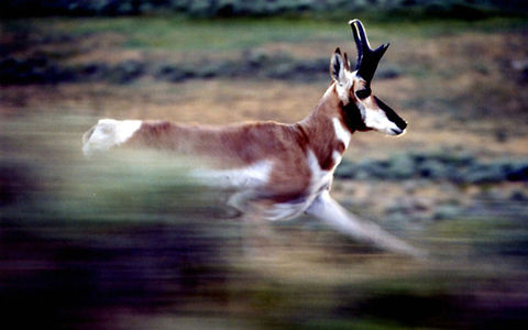 Antelope Buck  Antilocapra americana,Geotagged,Pronghorn,United States