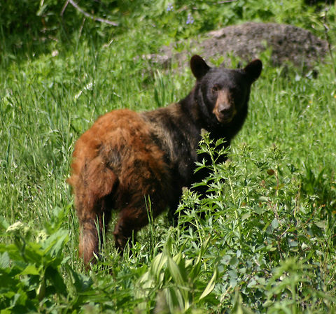 Black Bear  American black bear,Geotagged,United States,Ursus americanus