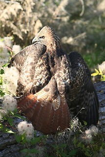Red Hawk Down  Buteo jamaicensis,Geotagged,Red-tailed Hawk,United States