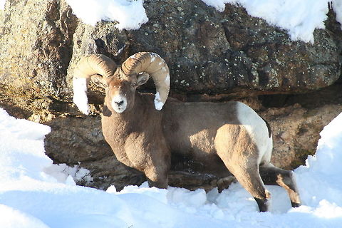 Rocky Mountain Bighorn Sheep  Bighorn sheep,Geotagged,Ovis canadensis,United States