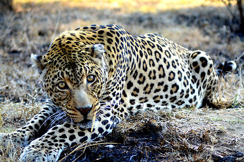 Leopard Eyes He was looking right through me. Geotagged,Leopard,Panthera pardus,South Africa