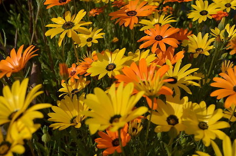Flowers of South Africa Ursinia sp. Geotagged,South Africa