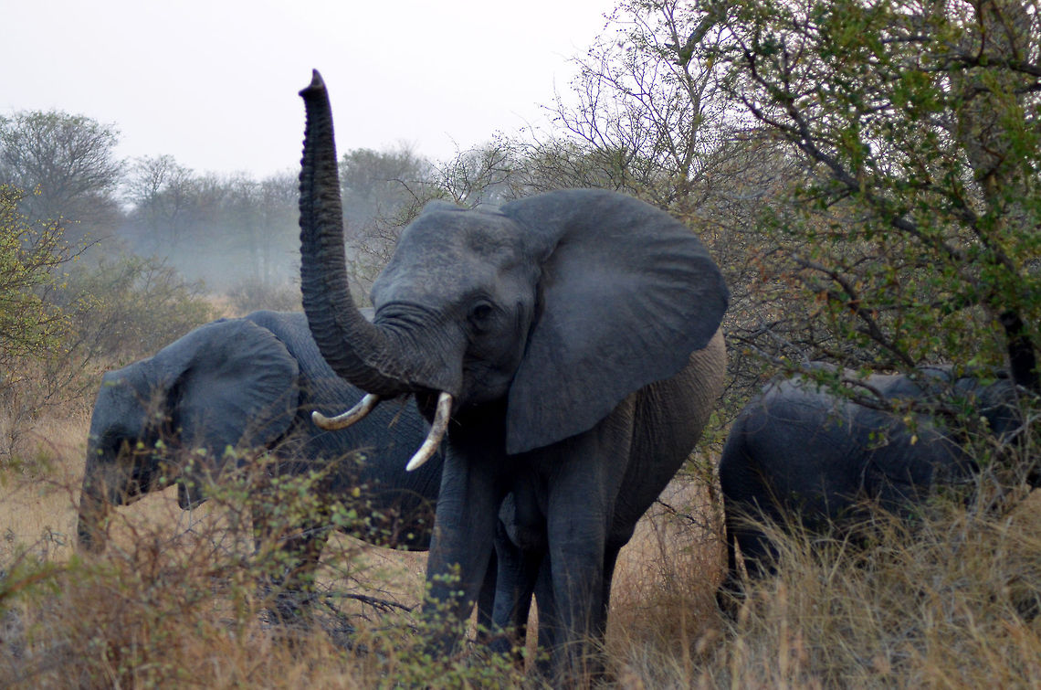 African Elephant  African bush elephant,Geotagged,Loxodonta africana,South Africa
