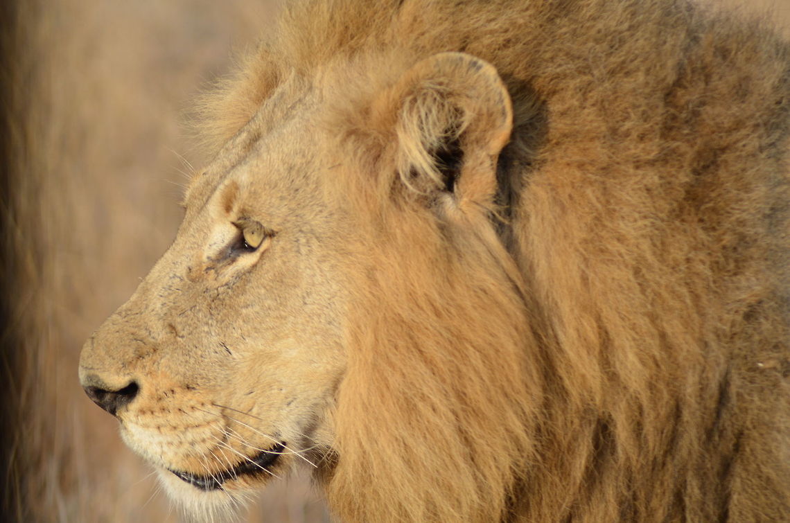 King of the Jungle Lion in South Africa Geotagged,Lion,Panthera leo,South Africa,african lion