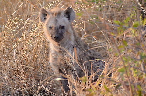 Curious Hyena Pup Hyena pup coming my way, South Africa Crocuta crocuta,Geotagged,South Africa,Spotted Hyena