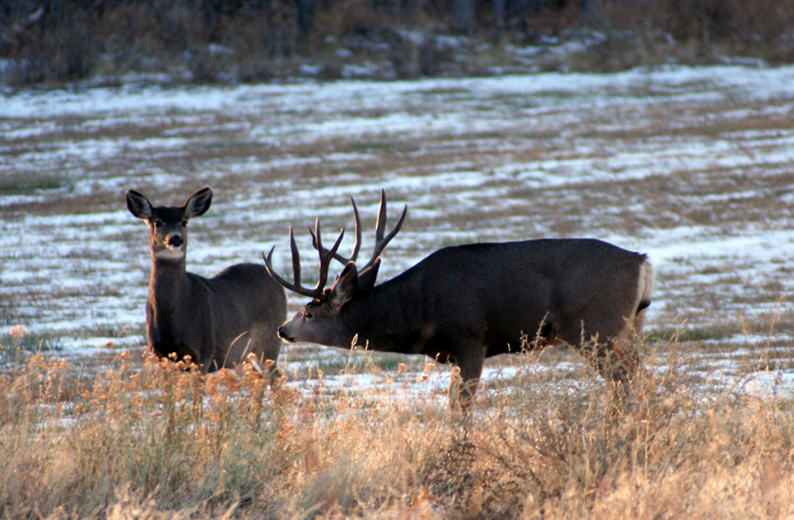 Boys Like Girls  Geotagged,Mule Deer,Odocoileus hemionus,United States