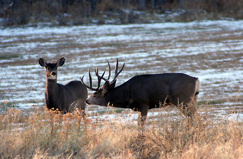 Boys Like Girls  Geotagged,Mule Deer,Odocoileus hemionus,United States