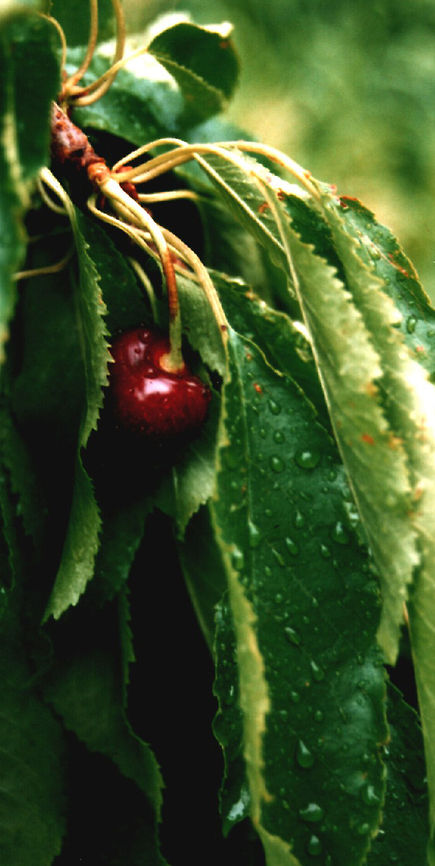 Cherry Raindrop  Geotagged,Prunus avium,United States
