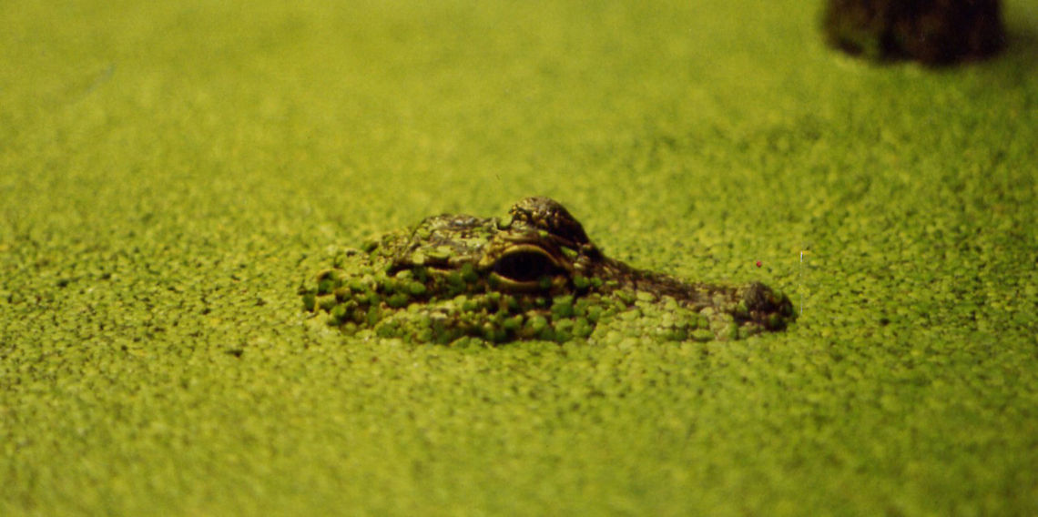 Sneaky Croc  American Crocodile,Crocodylus acutus,Geotagged,United States