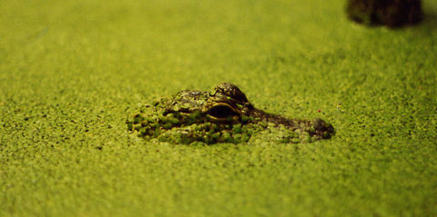 Sneaky Croc  American Crocodile,Crocodylus acutus,Geotagged,United States