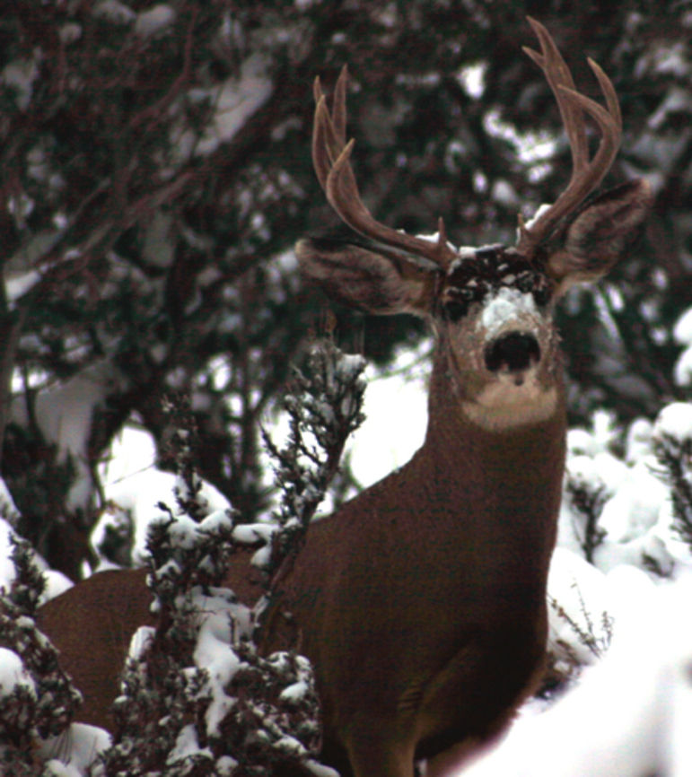 Snow Nose  Geotagged,Mule Deer,Odocoileus hemionus,United States