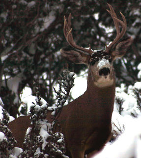 Snow Nose  Geotagged,Mule Deer,Odocoileus hemionus,United States