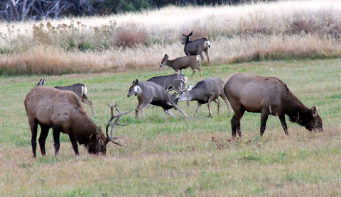 Elk Eating, Mule Deer Fighting  Cervus canadensis,Elk,Geotagged,United States