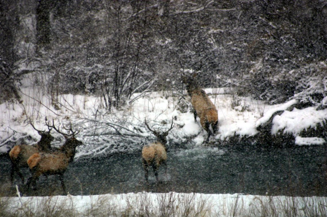 The Boys of Winter  Cervus canadensis,Elk,Geotagged,United States