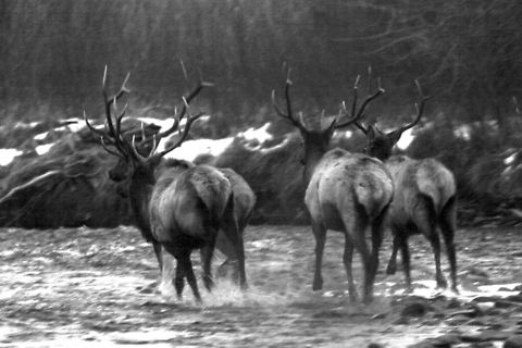 Bull Elk  Cervus canadensis,Elk,Geotagged,United States