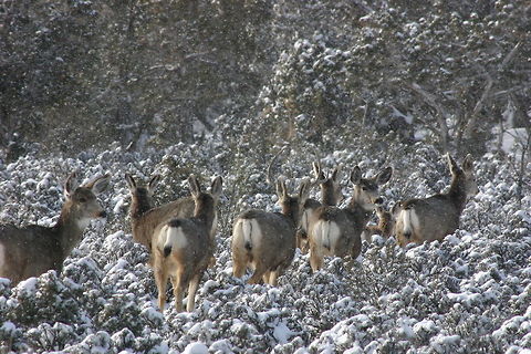 Deer Migration  Geotagged,Mule Deer,Odocoileus hemionus,United States