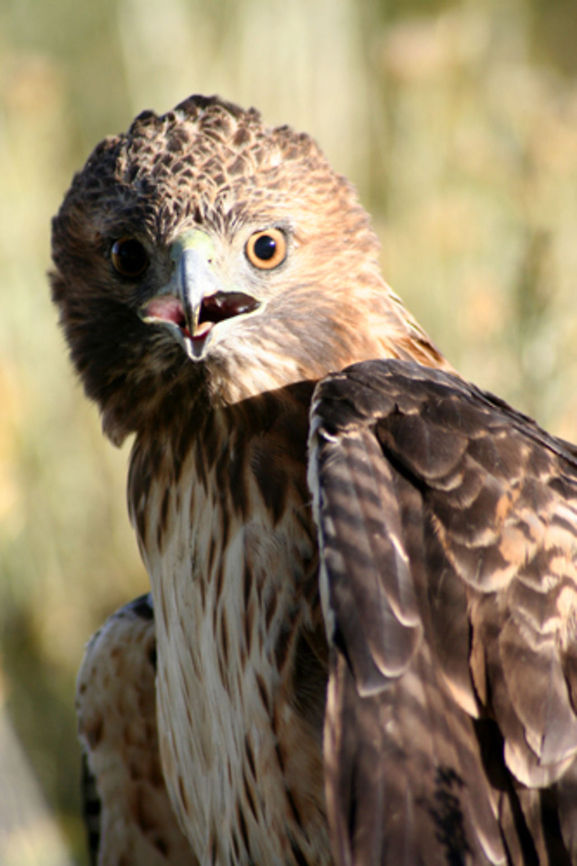 Hawk  Buteo jamaicensis,Geotagged,Red-tailed Hawk,United States