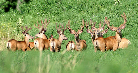 Boys of Summer  Geotagged,Mule Deer,Odocoileus hemionus,United States