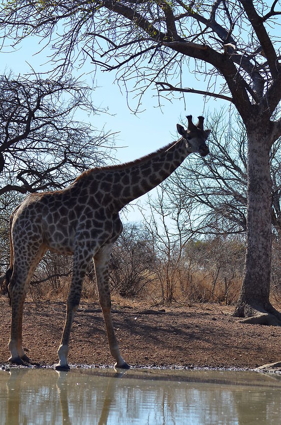 Giraffe  Geotagged,Giraffa camelopardalis,Giraffe,South Africa
