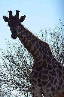 Giraffe  Geotagged,Giraffa camelopardalis,Giraffe,South Africa