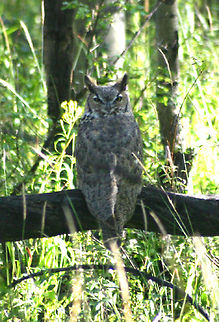 Who?  Brown Wood Owl,Bubo virginianus,Geotagged,Great Horned Owl,Strix leptogrammica,United States