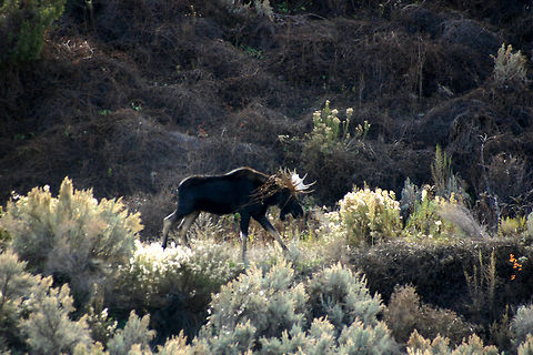 Moose  Alces alces,Geotagged,Moose,United States