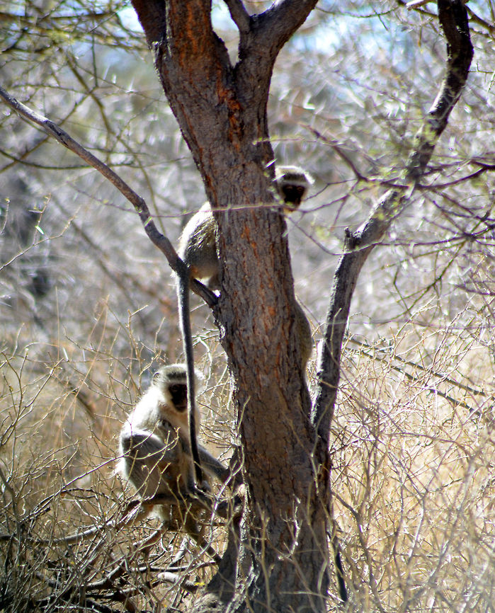 Curious Monkeys  Chlorocebus pygerythrus,Geotagged,Northern plains gray langur,Semnopithecus entellus,South Africa,Vervet monkey