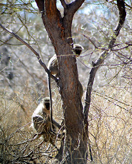 Curious Monkeys  Chlorocebus pygerythrus,Geotagged,Northern plains gray langur,Semnopithecus entellus,South Africa,Vervet monkey