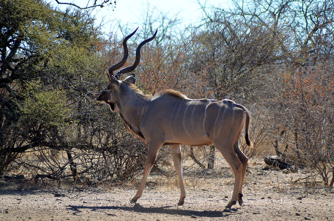Kudu  Geotagged,Greater Kudu,South Africa,Tragelaphus strepsiceros