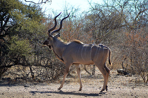 Kudu  Geotagged,Greater Kudu,South Africa,Tragelaphus strepsiceros
