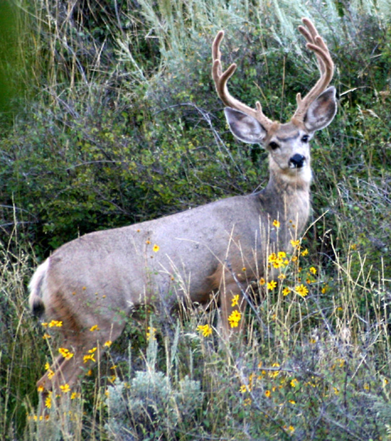 Summer Muley  Geotagged,Mule Deer,Odocoileus hemionus,United States