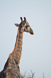 Giraffe  Geotagged,Giraffa camelopardalis,Giraffe,South Africa