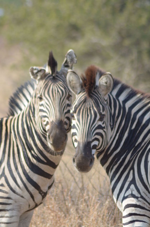 Zebra Friends  Equus quagga,Geotagged,Plains zebra,South Africa