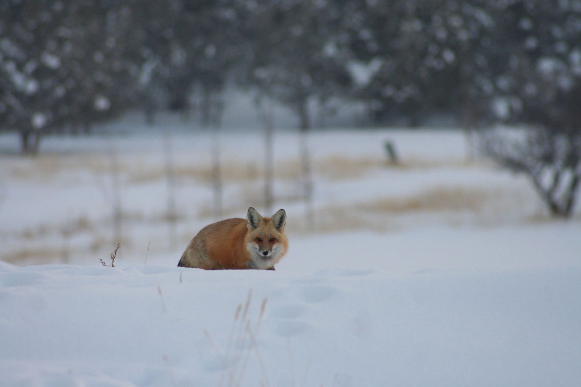 Crazy Like A Fox  Geotagged,Red Fox,United States,Vulpes vulpes