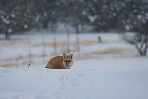 Crazy Like A Fox  Geotagged,Red Fox,United States,Vulpes vulpes