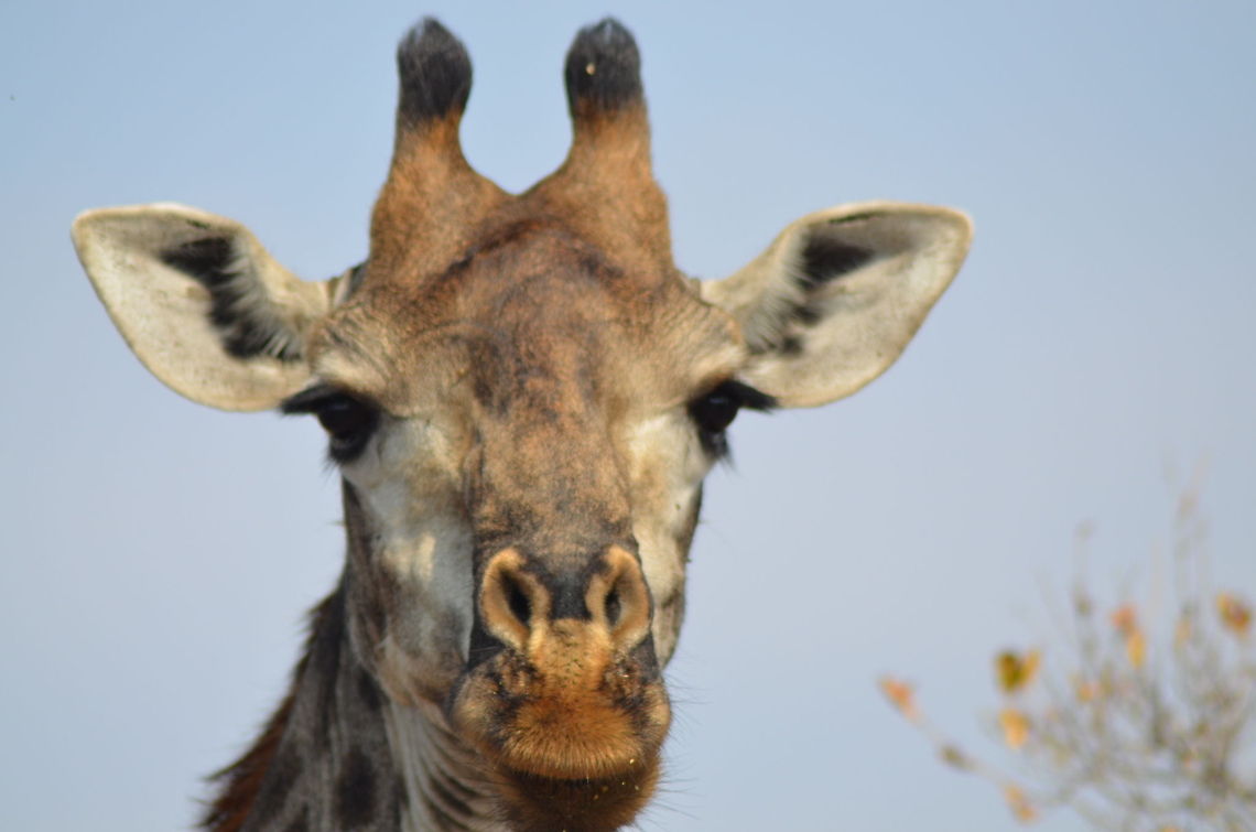 Giraffe Kiss  Geotagged,Giraffa camelopardalis,Giraffe,South Africa