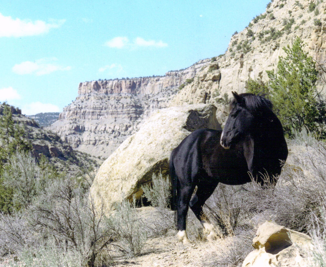 Wild Stallion  Equus ferus,Geotagged,United States,Wild horse