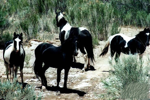 Wild Mustands  Equus ferus,Geotagged,United States,Wild horse