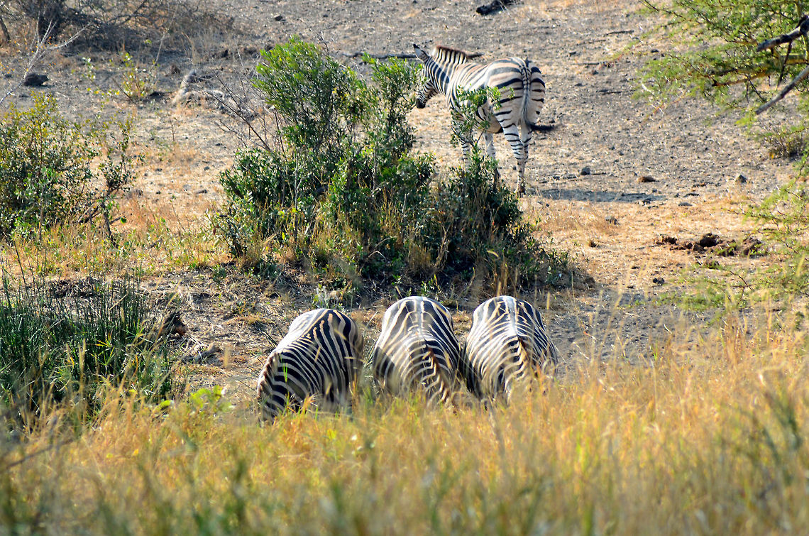 At the Waterhole  Equus quagga,Geotagged,Plains zebra,South Africa