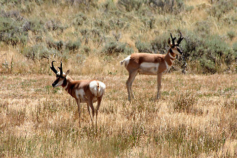 Antelope Bucks  Antilocapra americana,Pronghorn
